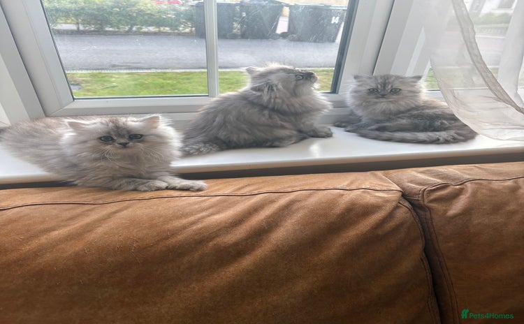 Persian cats - Advert 7