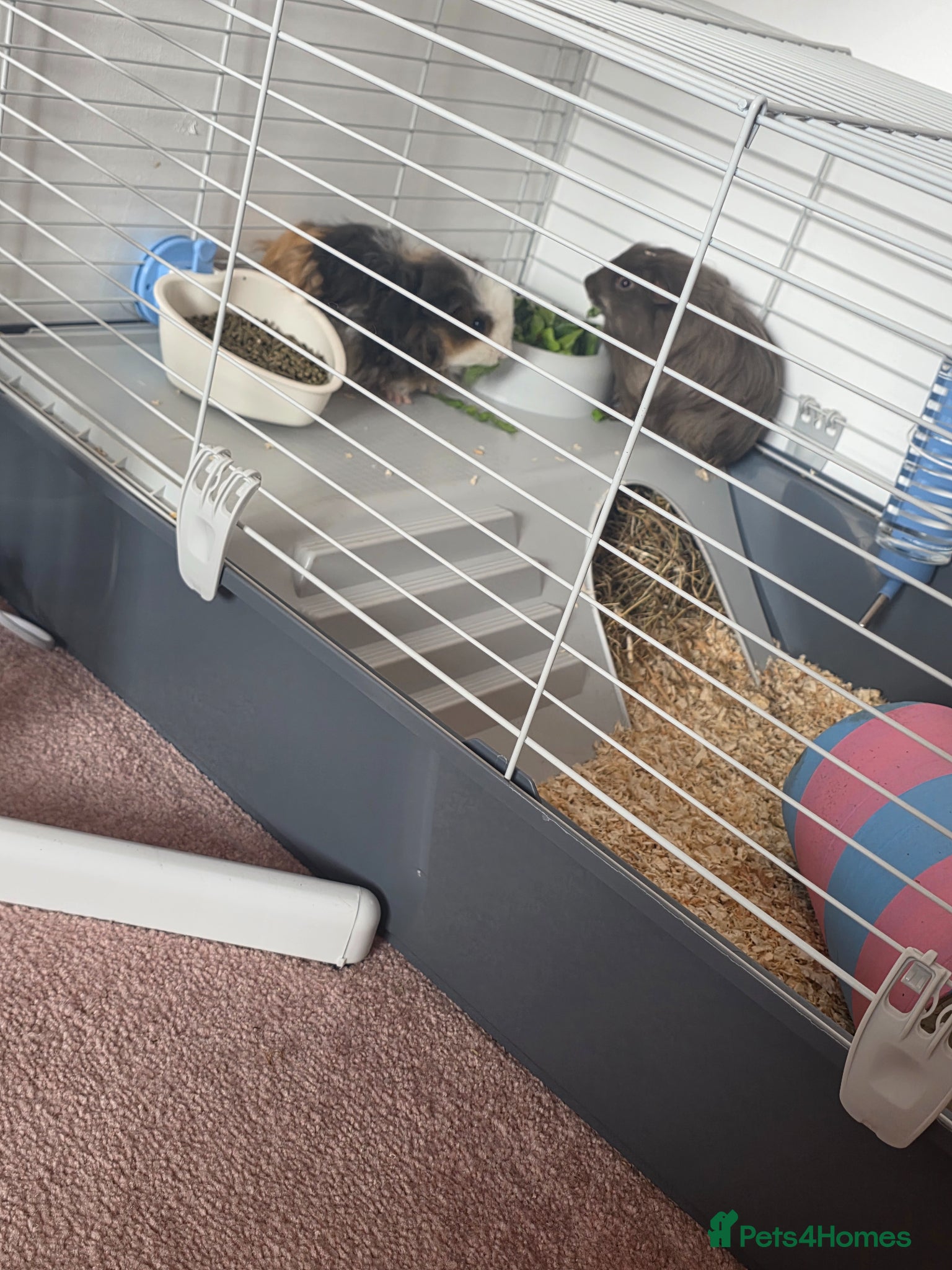 Guinea Pig rodents for sale: X2 male guinea pigs - Advert 2
