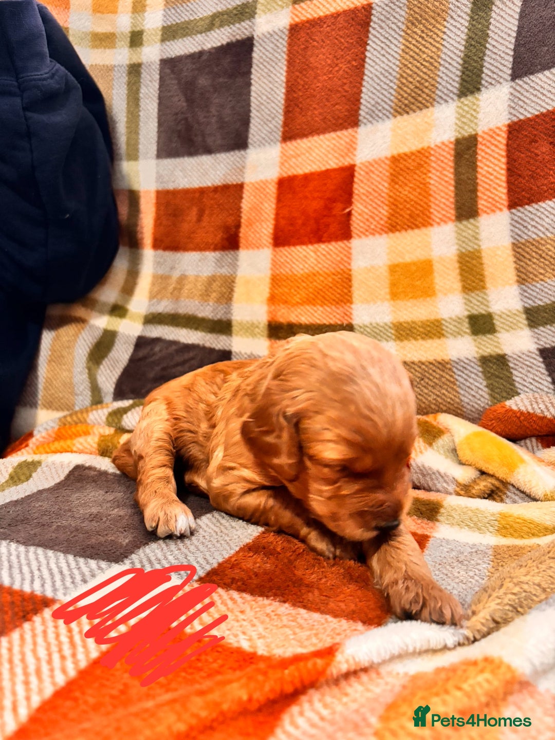 Mini Goldendoodle dogs for sale: ✨Stunning Red/Bronze Golden Doodle Pups ✨ - Advert 11