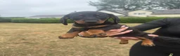 Miniature Dachshund dogs for sale: 3 left cute dachshund puppies  - Advert 9