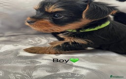 Yorkshire Terrier dogs for sale: Pedigree Yorkshire Puppies - Image 2