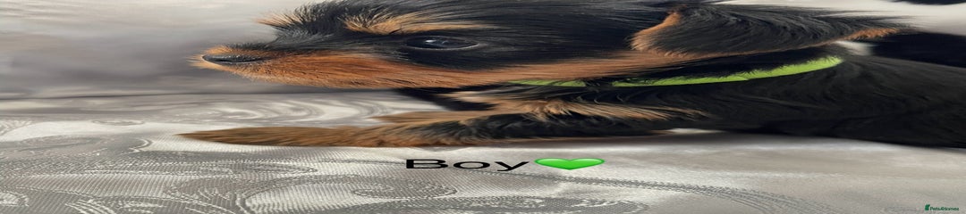 Yorkshire Terrier Puppy -Green collar 