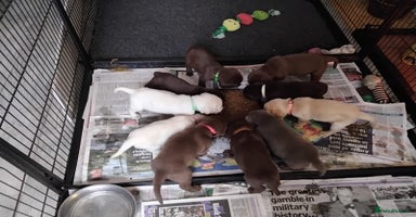 Labrador Retriever dogs - Advert 9