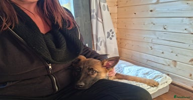 German Shepherd dogs - Advert 4