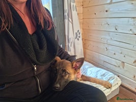 German Shepherd dogs - Advert 4