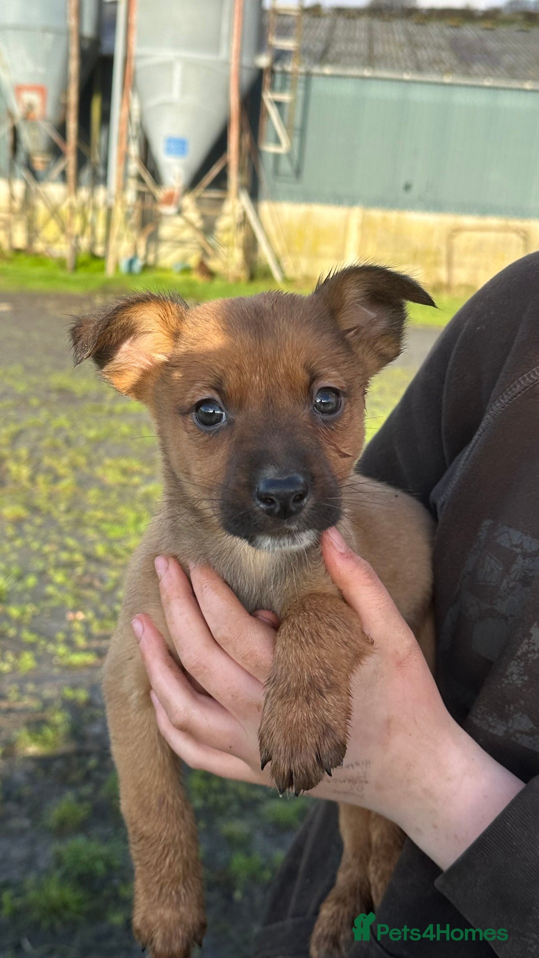 Mixed Breed dogs for sale: Kelpie x Collie puppies - Advert 13