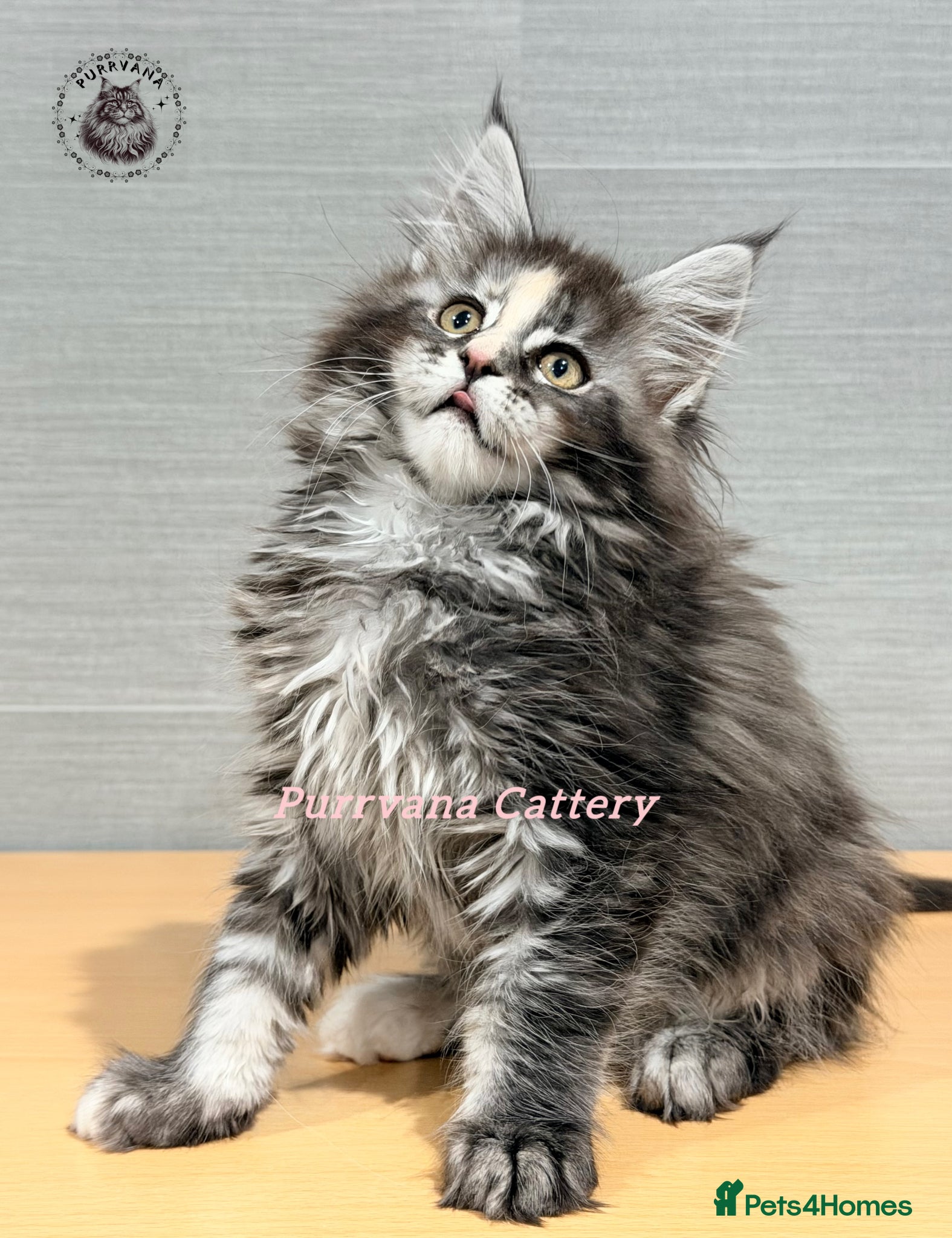 Maine Coon cats TICA registration Maine coon kittens Ready to go - Advert 3