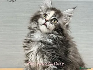 Maine Coon cats TICA registration Maine coon kittens Ready to go - Advert 3
