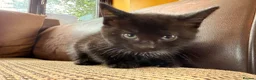 Mixed Breed cats for sale: Mane coon cross kittens  - Advert 14