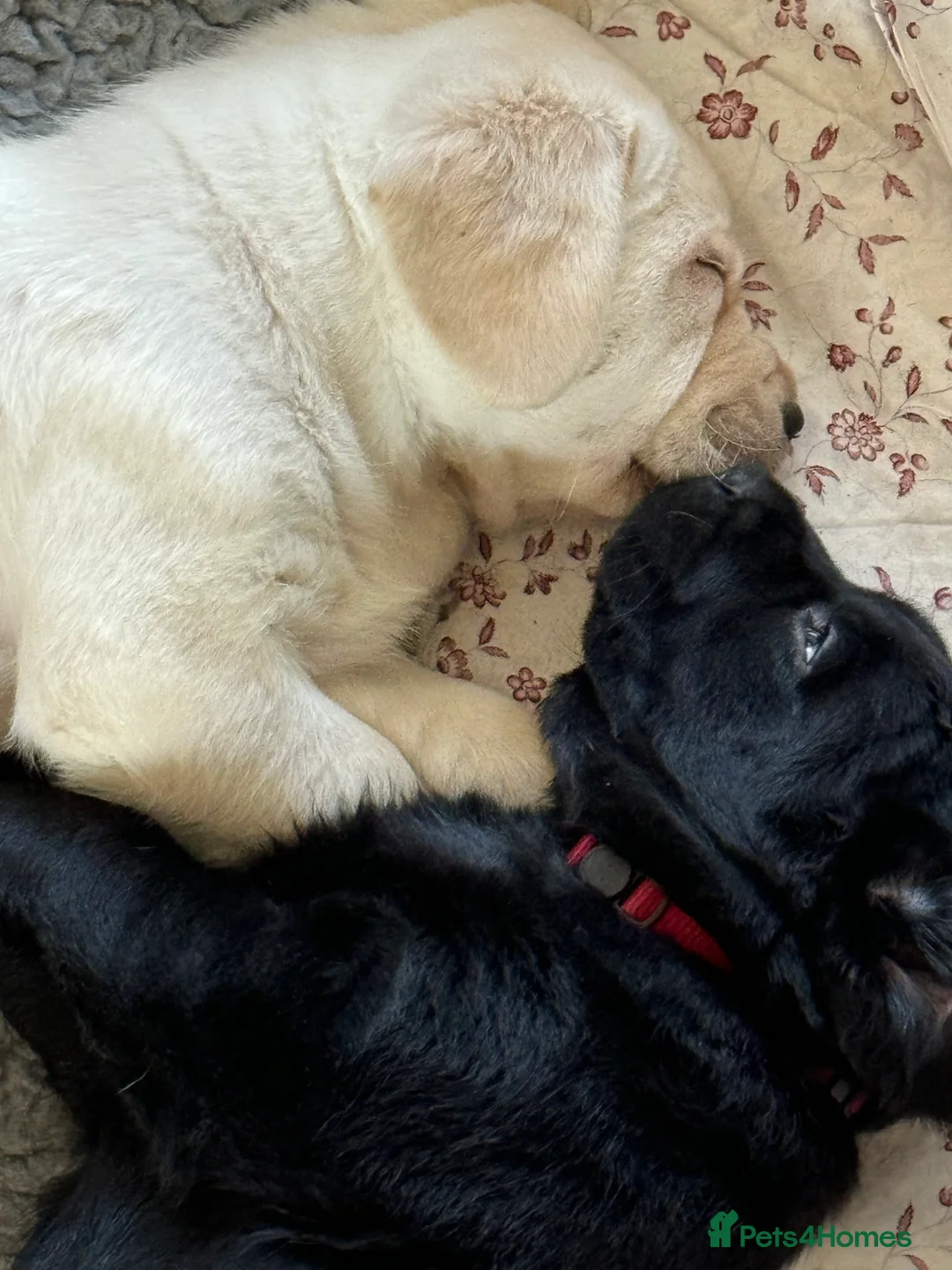 Labrador Retriever dogs for sale:  ✨ KC Registered Labrador Retriever Puppies   - Advert 21