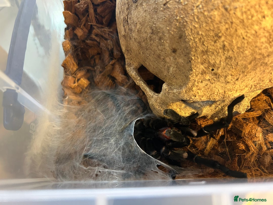 Tarantulas invertebrates for sale: MM Grammostola Pulchra - Advert 3
