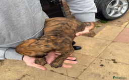 Mixed Breed dogs for sale: Outstanding quality litter of twelve pups - Image 16