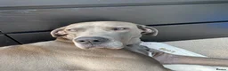Great Dane dogs for sale: Great Dane Looking For Loving New Home - Advert 2
