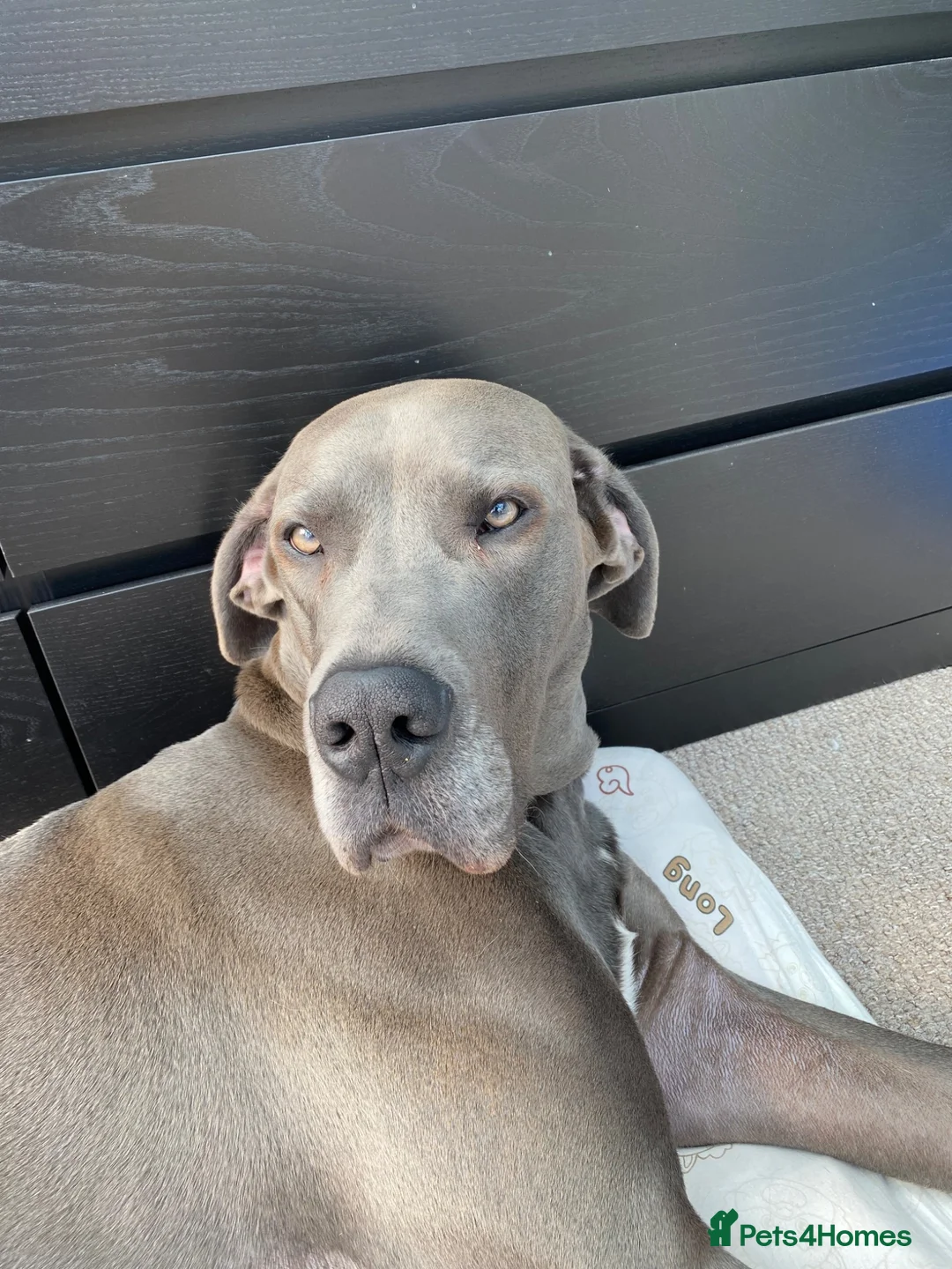 Great Dane dogs for sale: Great Dane Looking For Loving New Home - Advert 2