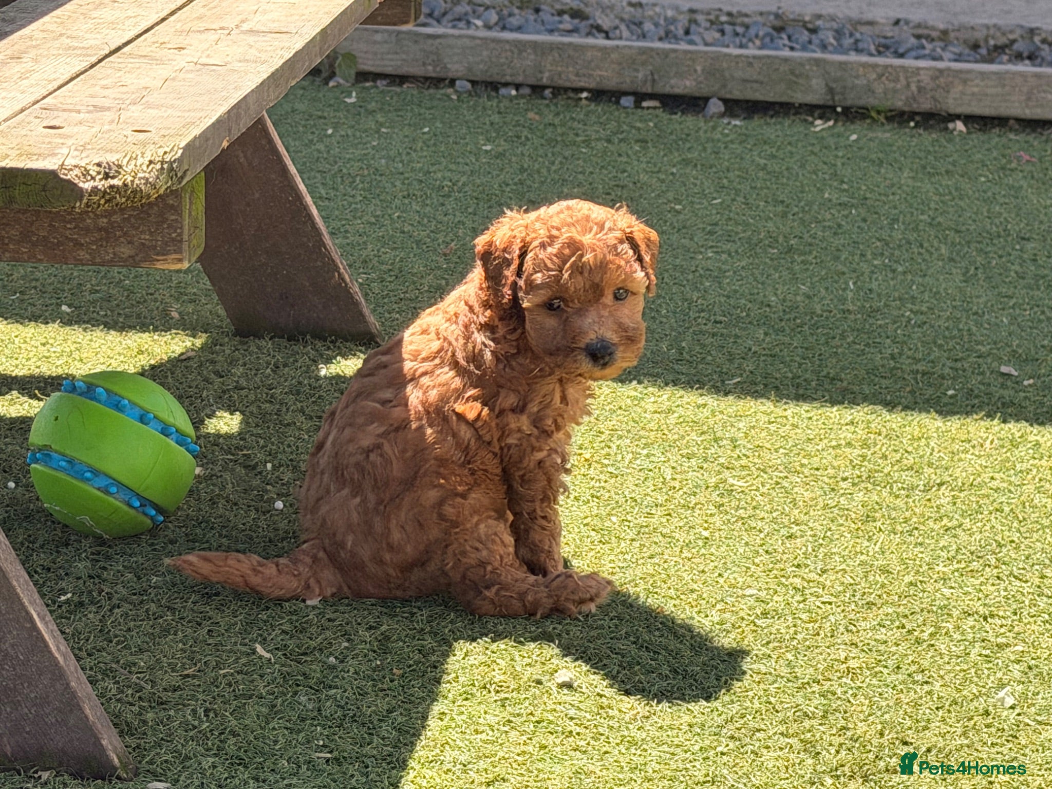 Poochon dogs 🐾 Beautiful Poochon Puppies Cream & Red🐾 - Advert 2