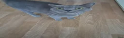 British Shorthair cats for sale: Stunning female british shorthair  - Advert 4