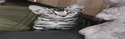 Bengal cats for sale: Stunning pedigree Bengal kittens TICA Registered  - Advert 6