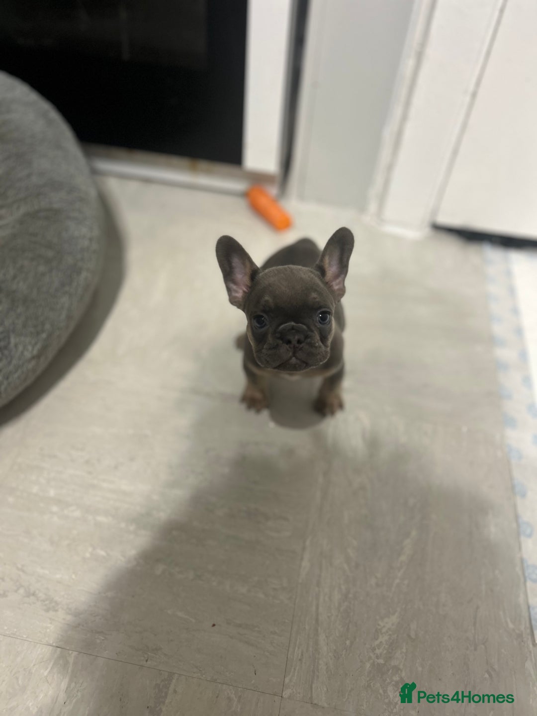 French Bulldog dogs for sale:  8 Gorgeous lap warmers 🐶  - Advert 5