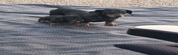 Dachshund dogs for sale: Dachshund  in Swadlincote - Advert 7