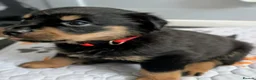 Rottweiler dogs for sale: Rottweiler puppies - Advert 7