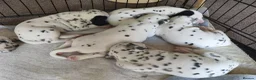 Dalmatian dogs for sale: Kc pups  - Advert 4