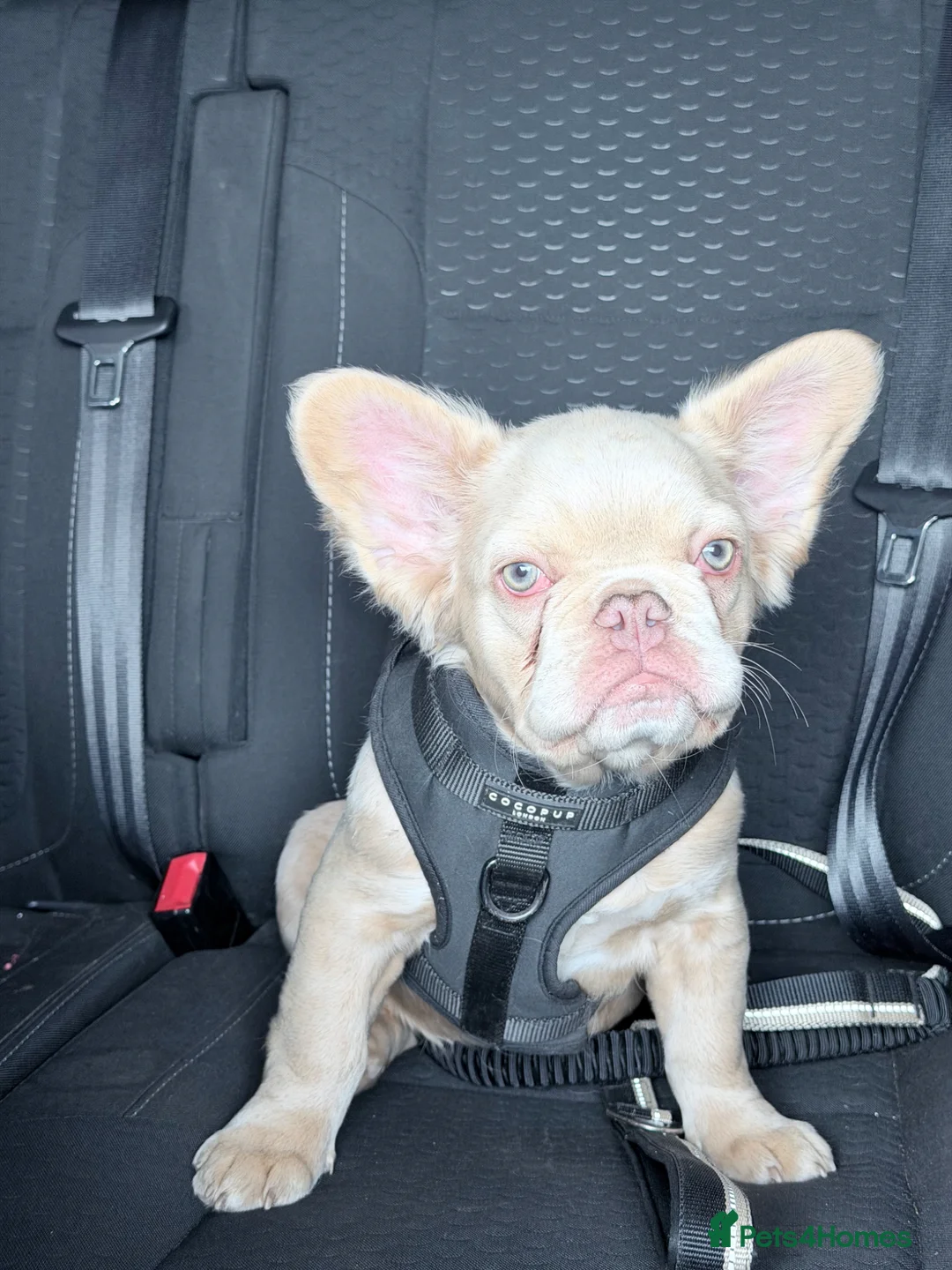 French Bulldog dogs for sale: French Bulldog Pup 5 months old - Advert 6