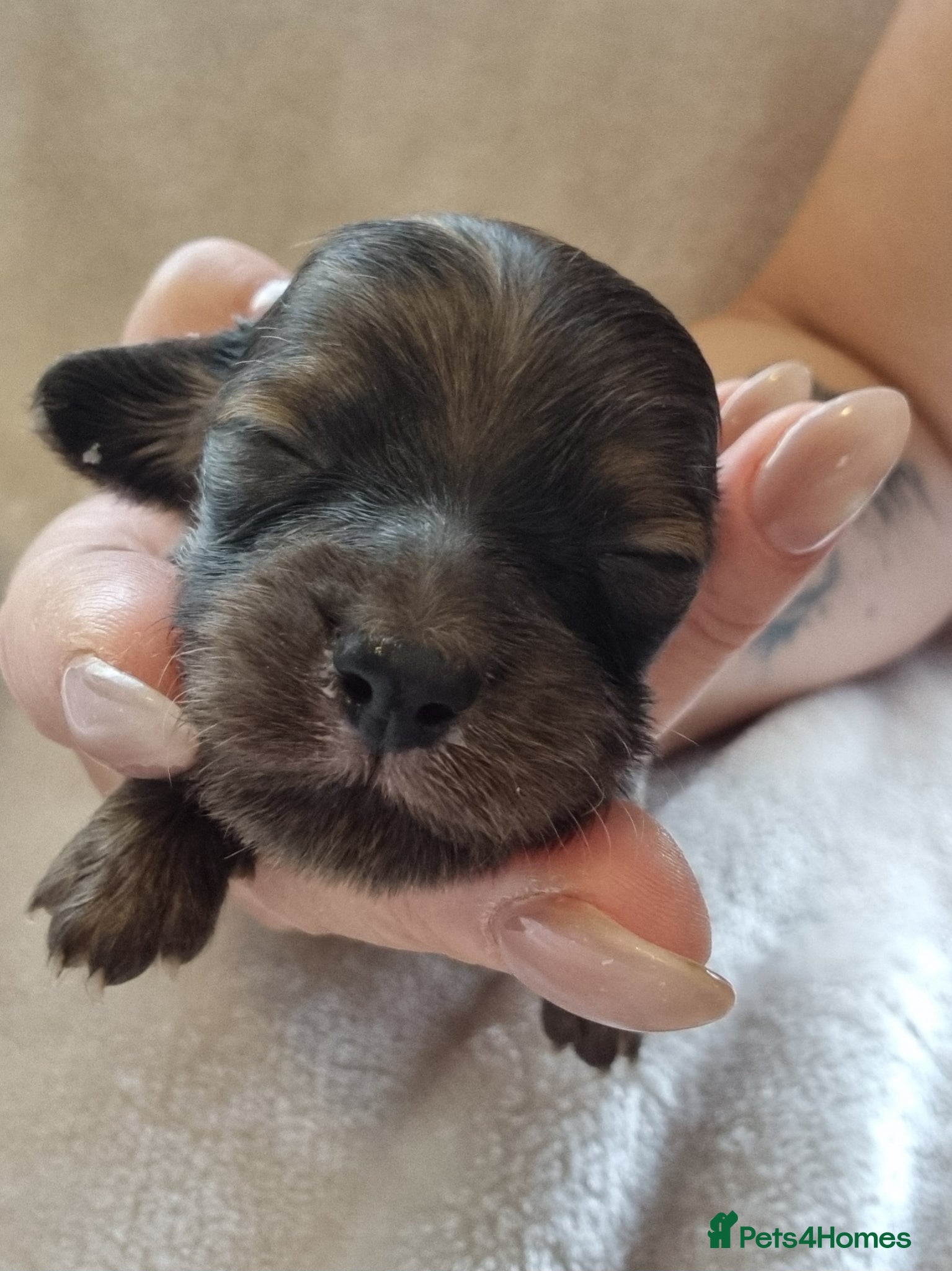 Miniature Dachshund dogs for sale: 🌟 Miniature LH Dachshund Puppies 🌟  - Advert 1