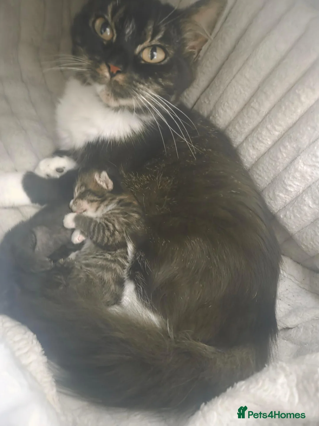 Mixed Breed cats for sale: Super cuddly fluffy little boys 💙🩵 - Advert 2