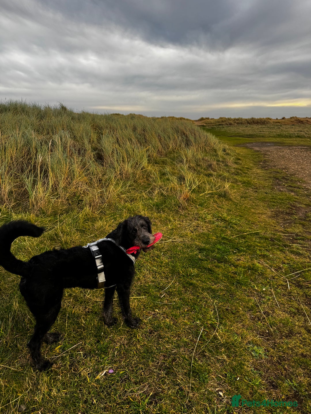 Labradoodle dogs for sale: Labradoodle  - Advert 4
