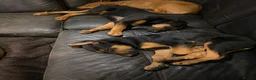 Belgian Shepherd Dog dogs for sale: Belgian Malinois X Dobermann - Advert 5
