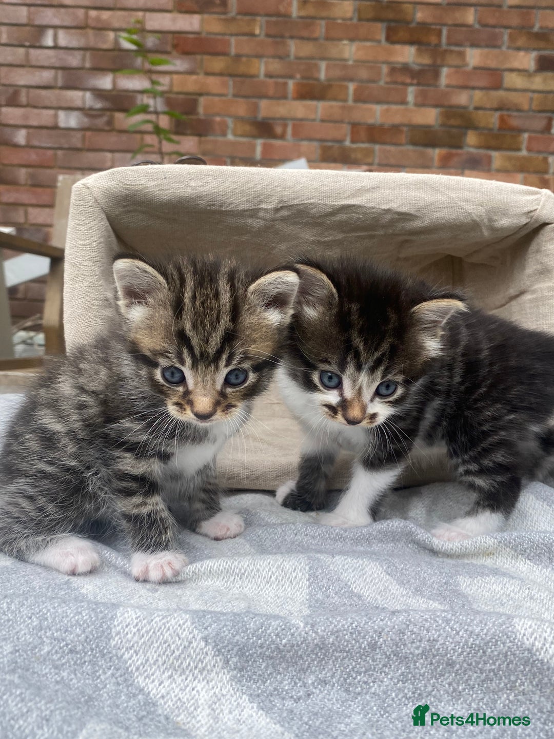 Mixed Breed cats for sale: Fluffy mixed tabby kittens  - Image 4