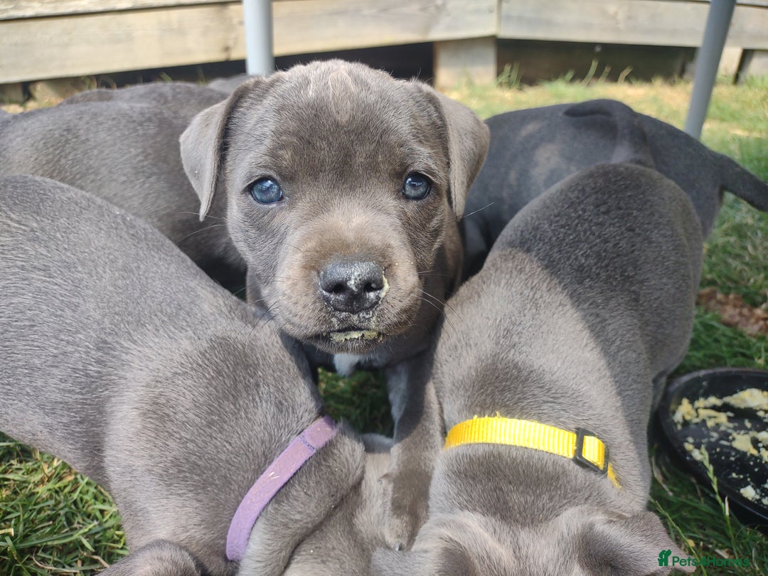 Staffordshire Bull Terrier dogs for sale: Chunky Staffy pups 💕 2 girls left, Ready to leave - Image 16