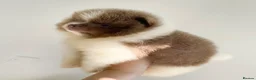 Pomeranian dogs for sale: Pomeranian puppys ready now  in Glasgow - Advert 12