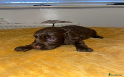 Cocker Spaniel dogs for sale: Beautiful litter  - Image 5
