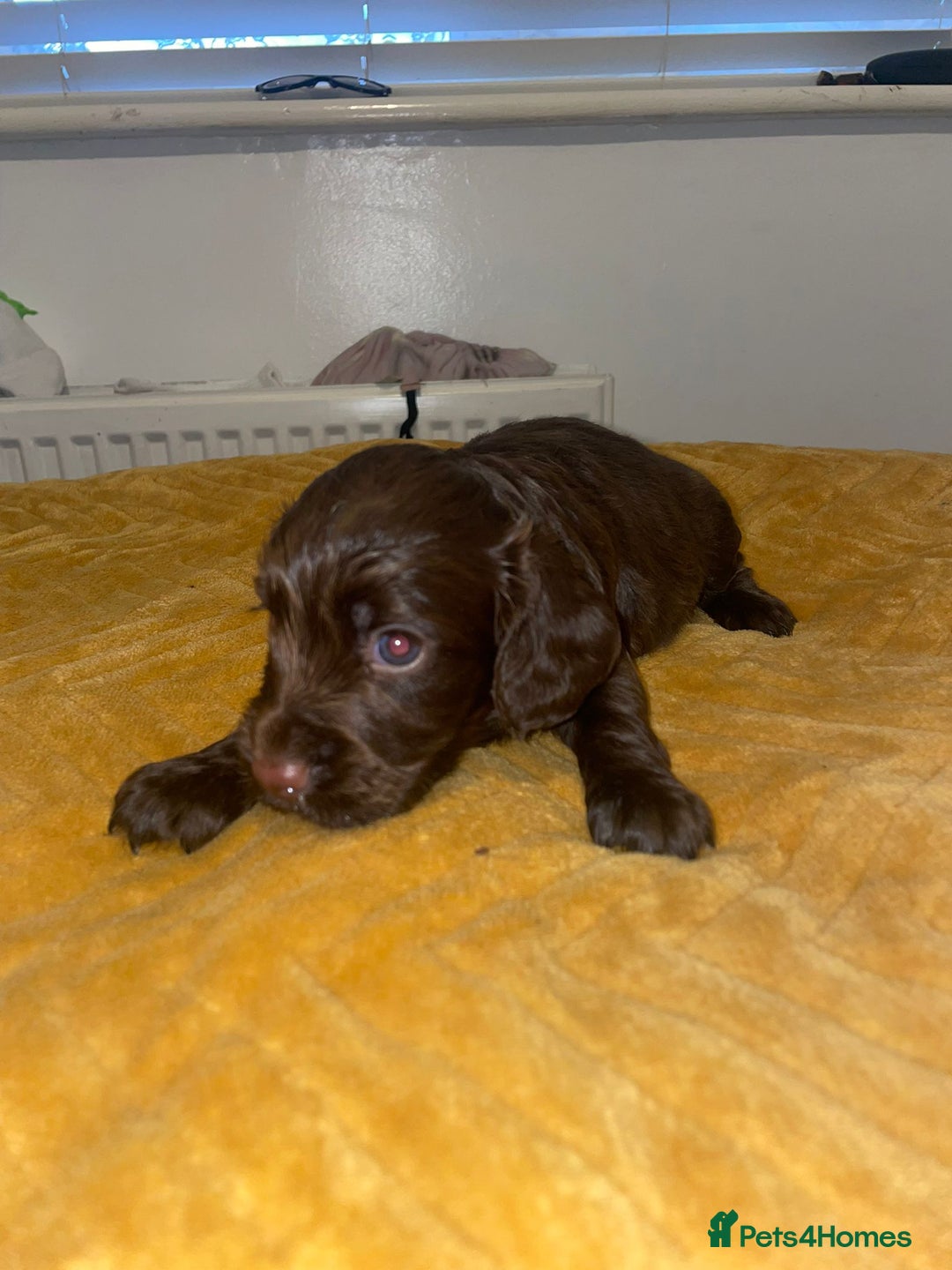 Cocker Spaniel dogs for sale: Beautiful litter  - Image 5