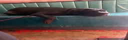 Cane Corso dogs for sale: 1 year old Cane Corso in Launceston - Advert 2