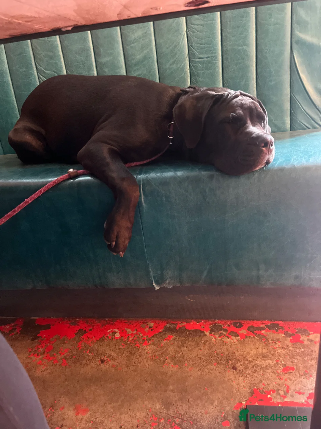 Cane Corso dogs for sale: 1 year old Cane Corso in Launceston - Advert 2