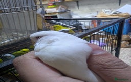 Budgerigars birds for sale: Albino Budgies White and Yellow Colours - Image 7