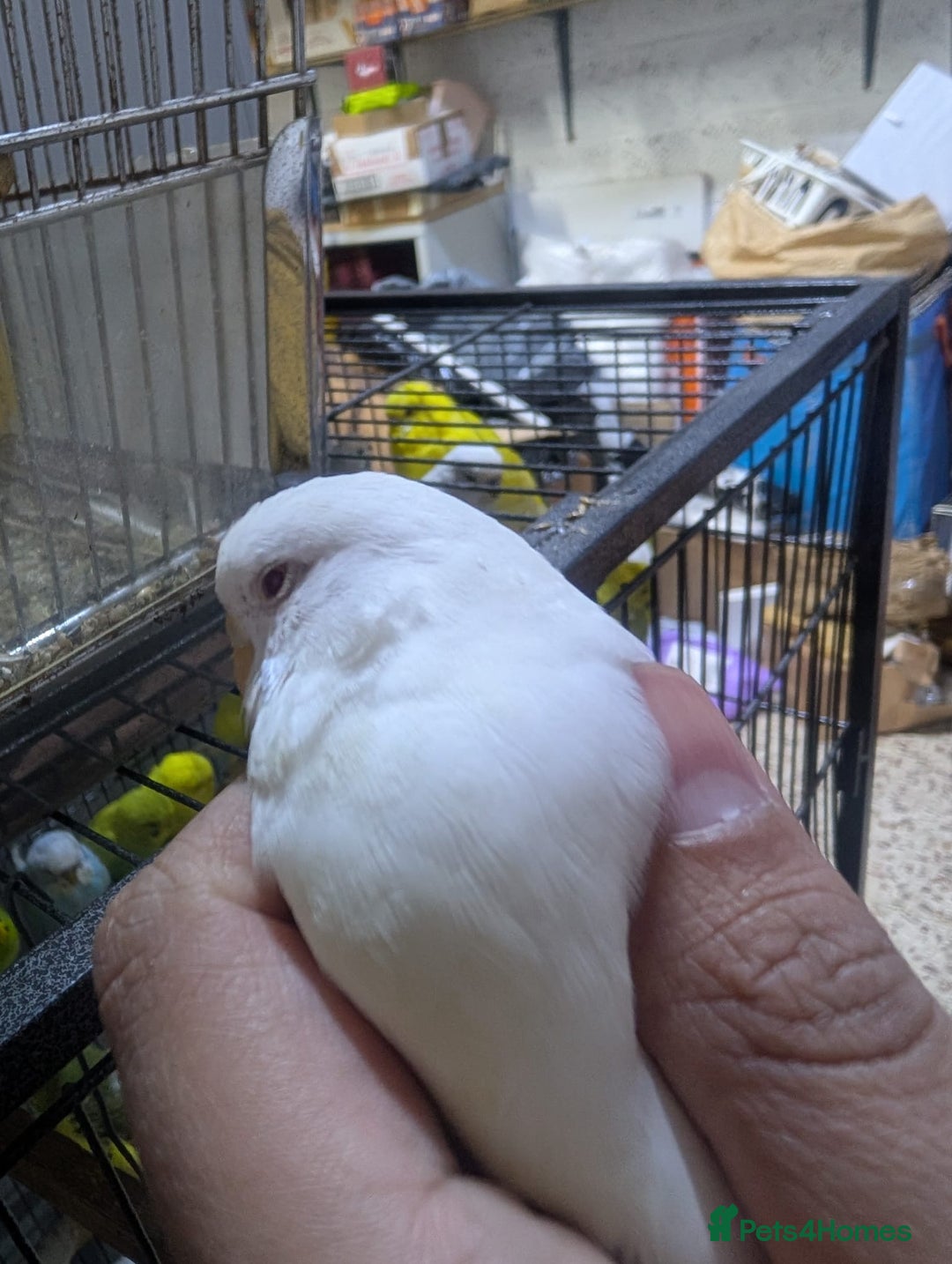 Budgerigars birds for sale: Albino Budgies White and Yellow Colours - Image 7