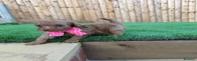 Cockapoo 2
