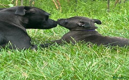 Staffordshire Bull Terrier dogs for sale: Beautiful kc reg.red brindle & white puppies - Image 5