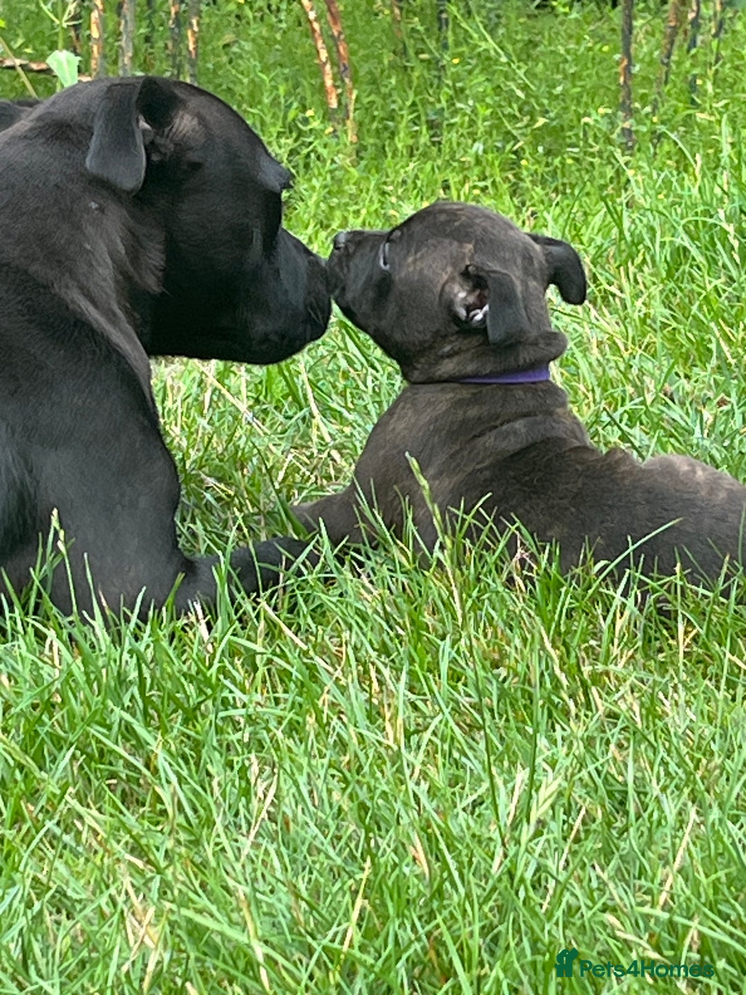 Staffordshire Bull Terrier dogs for sale: Beautiful kc reg.red brindle & white puppies - Image 5