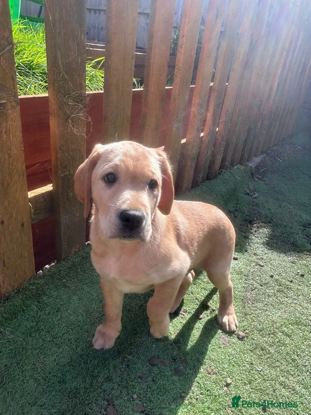 Labrador Retriever dogs for sale: Gorgeous 9 wk old male labrador puppy - Advert 8