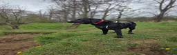 Labrador Retriever dogs for stud: STUD LABRADOR  in Motherwell - Advert 7