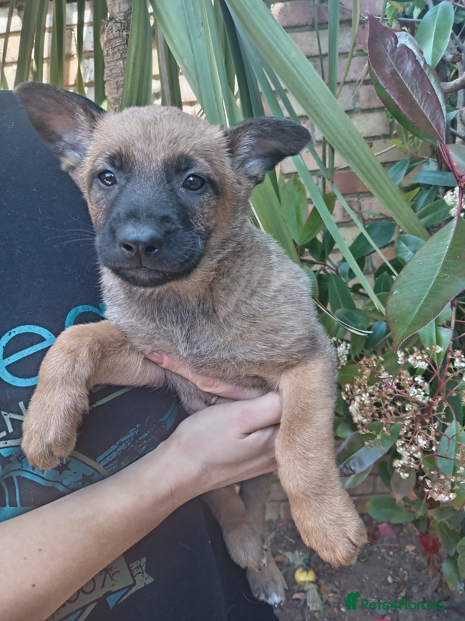 Belgian Shepherd Dog Puppy 5