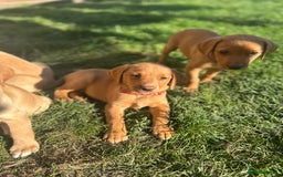 Labrador Retriever dogs for sale: KC Labrador pups - READY NOW!! in Morpeth - Image 14