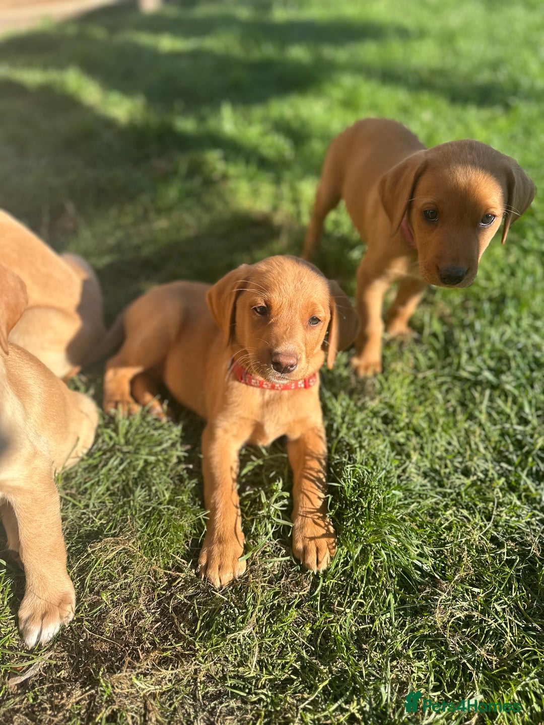 Labrador Retriever dogs for sale: KC Labrador pups - READY NOW!! in Morpeth - Image 14