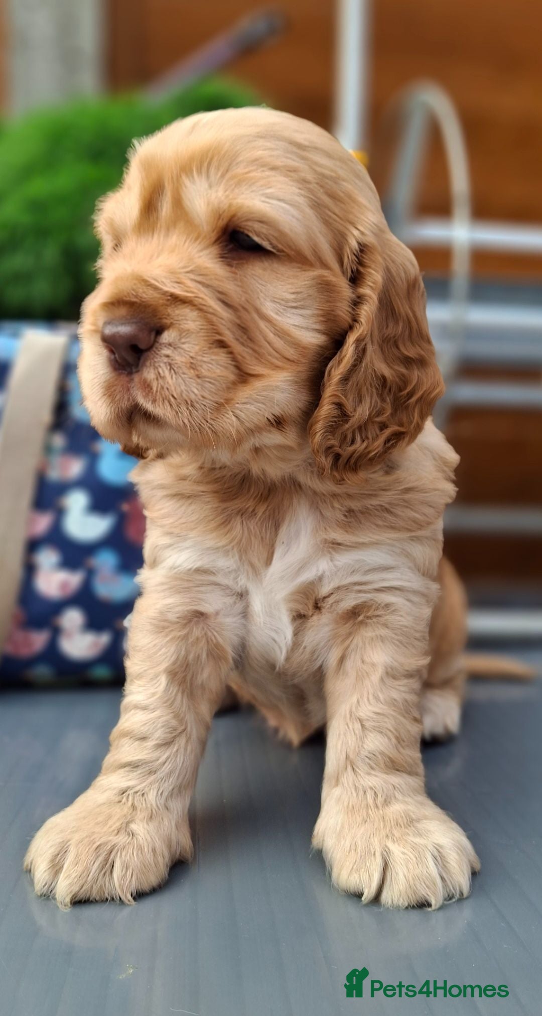 Cocker Spaniel dogs KC REG SHOW COCKER SPANIELS - Advert 1