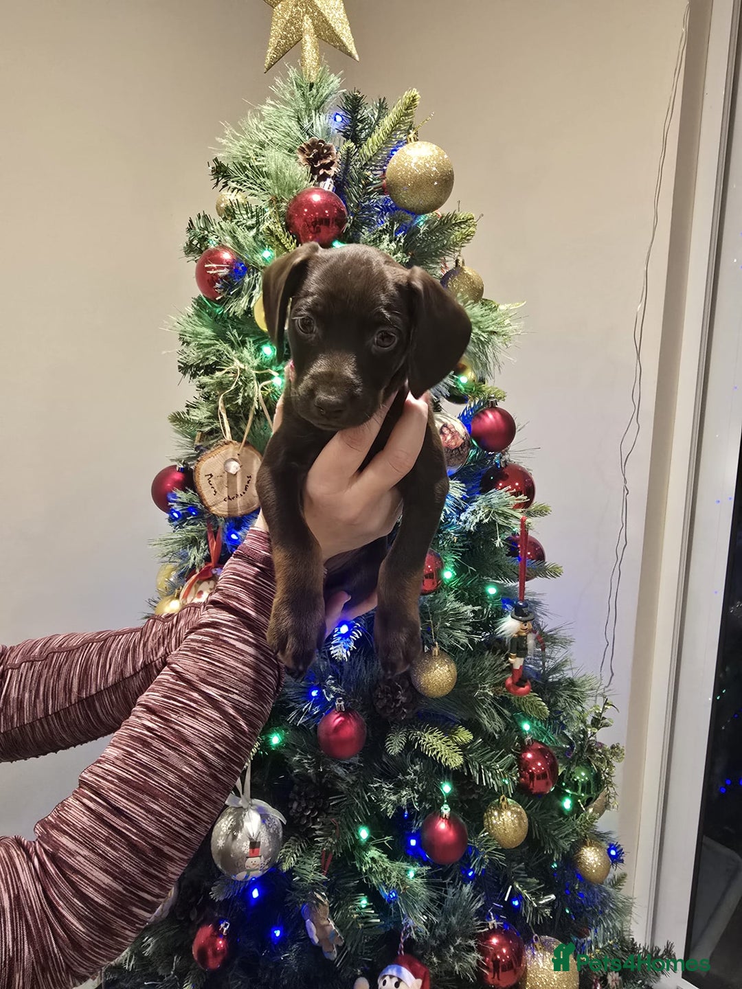 Mixed Breed dogs for sale: Beautiful Jackapoo puppies for sale- Available now - Advert 8