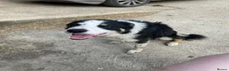 Border Collie dogs for sale: Todd - 4 yr Old Border Collie in Northallerton - Advert 3